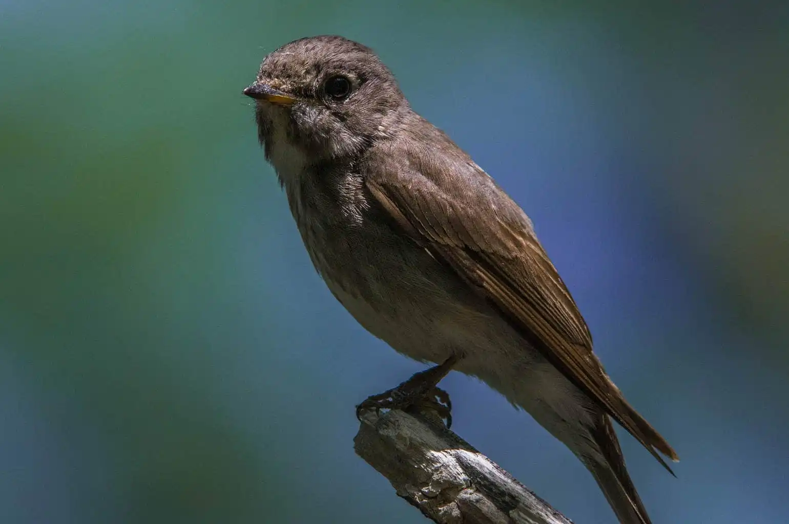 野鳥写真・サメビタキの写真