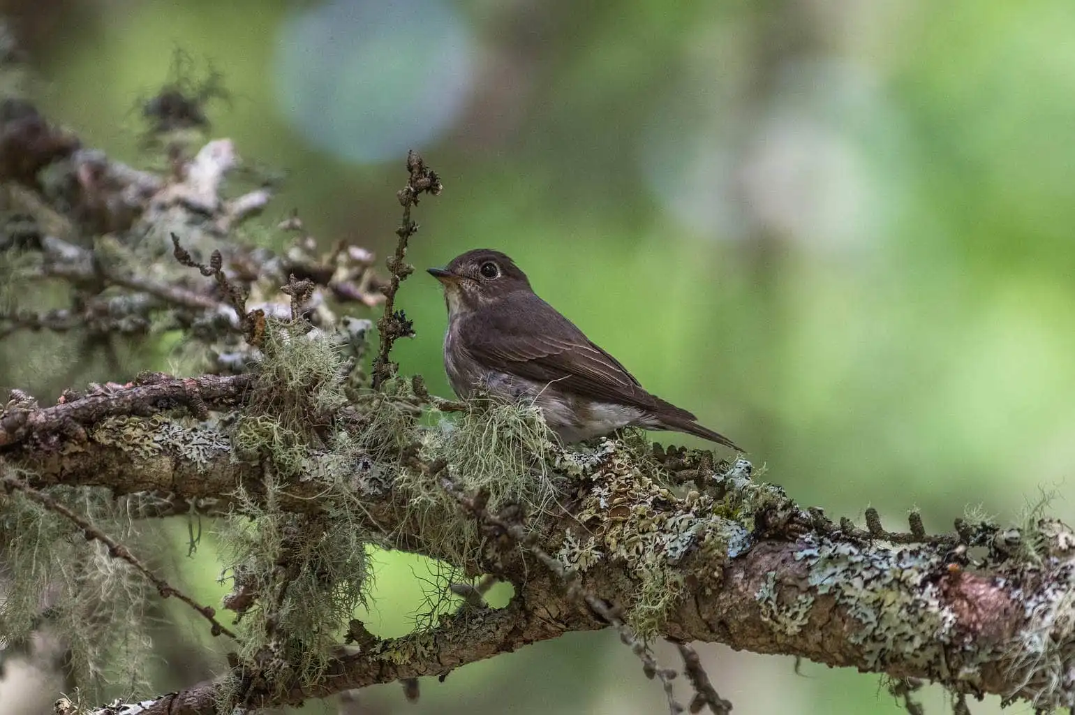 野鳥写真・サメビタキの写真