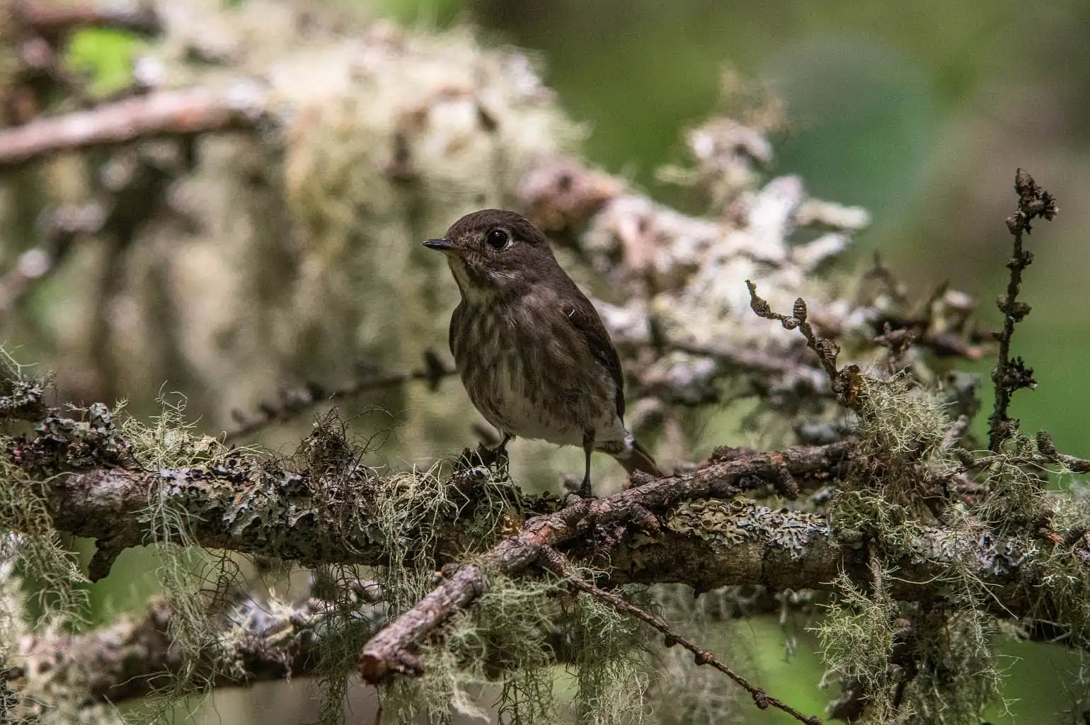 野鳥写真・サメビタキの写真