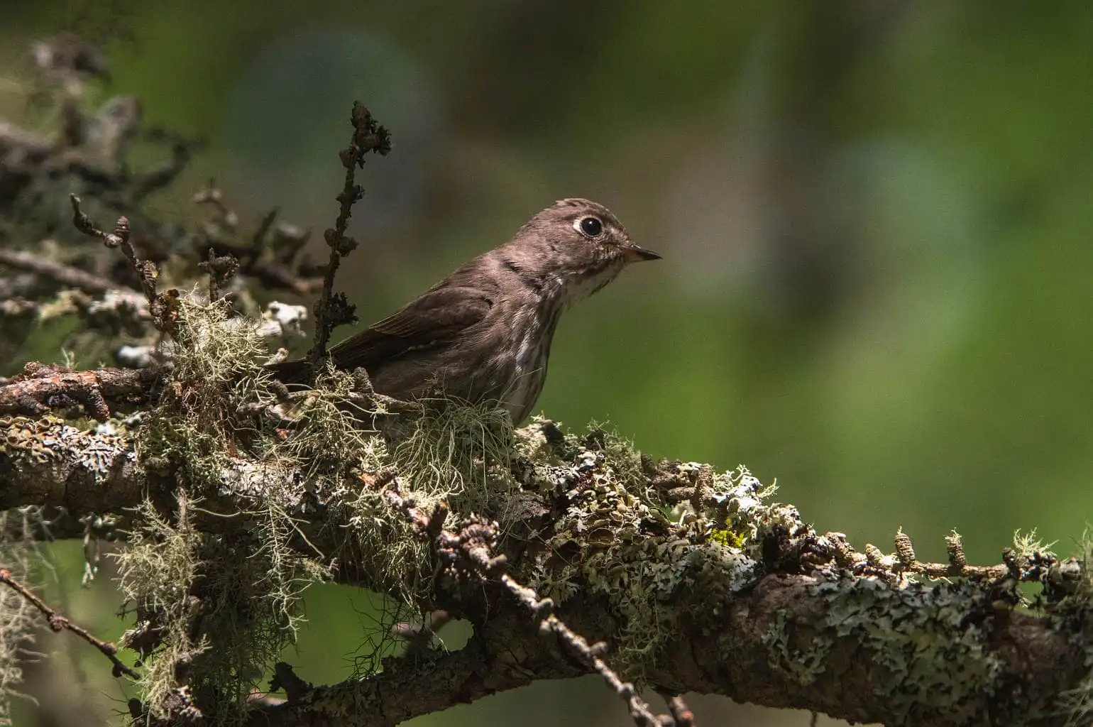 野鳥写真・サメビタキの写真