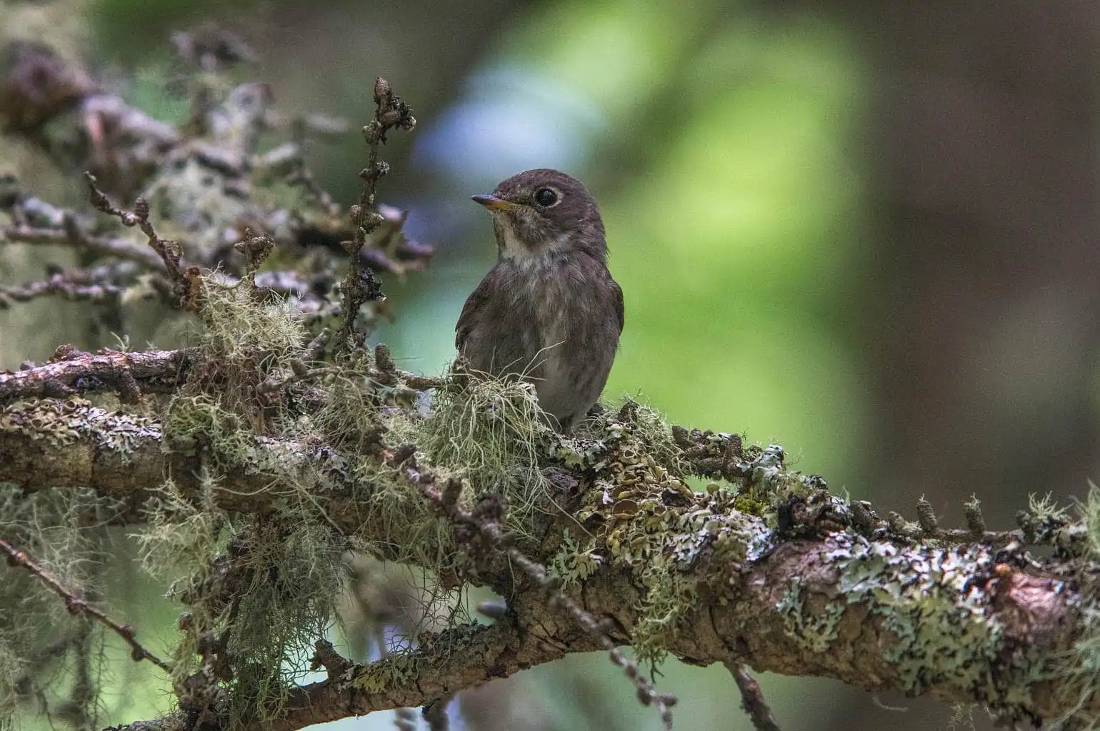 野鳥写真・サメビタキの写真