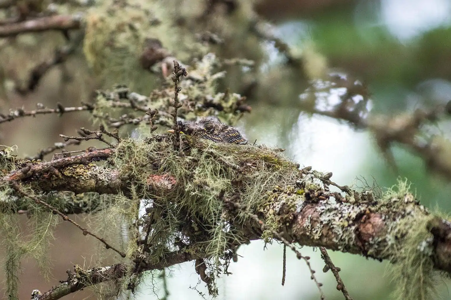 野鳥写真・サメビタキの写真