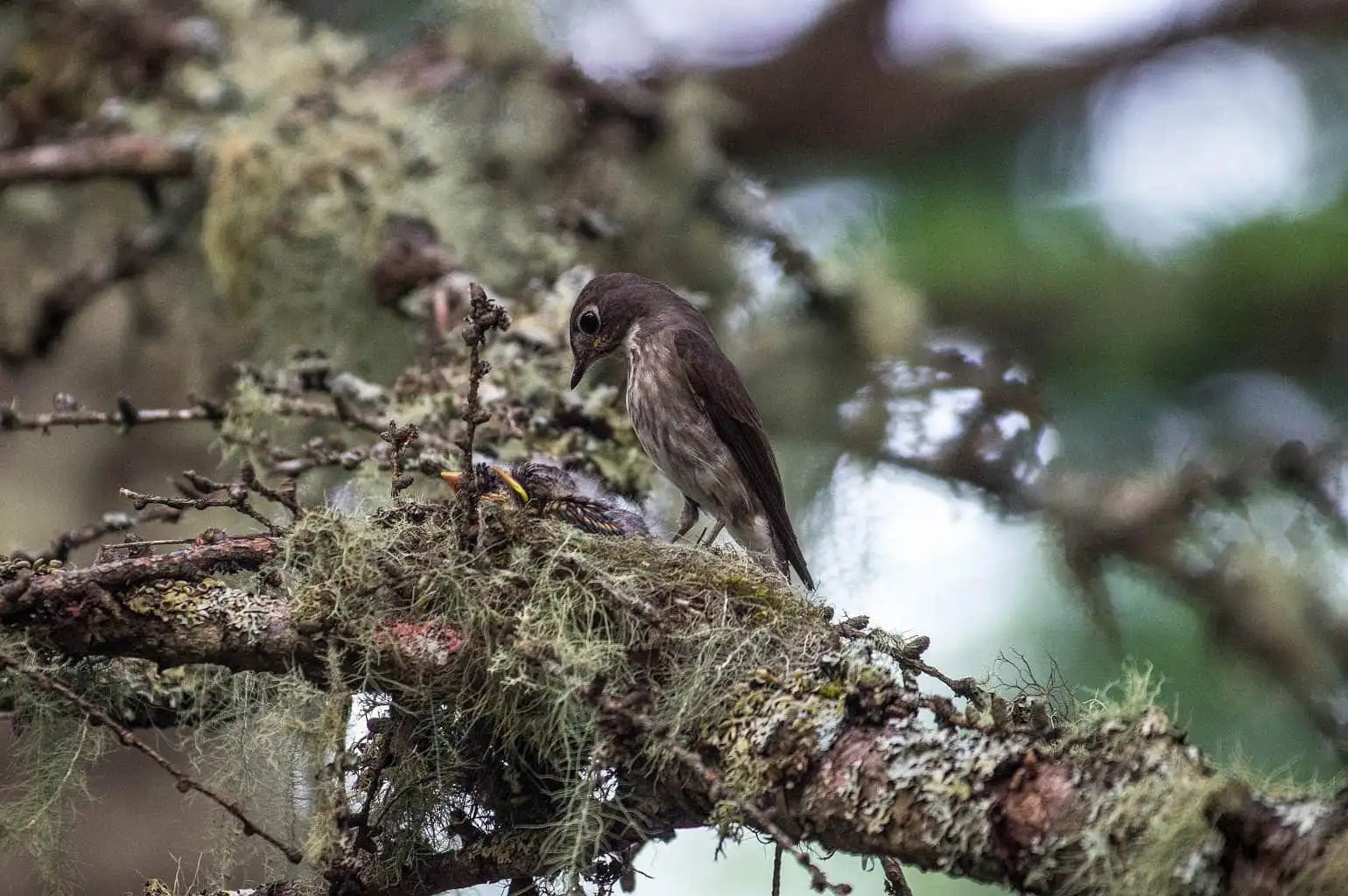 野鳥写真・サメビタキの写真