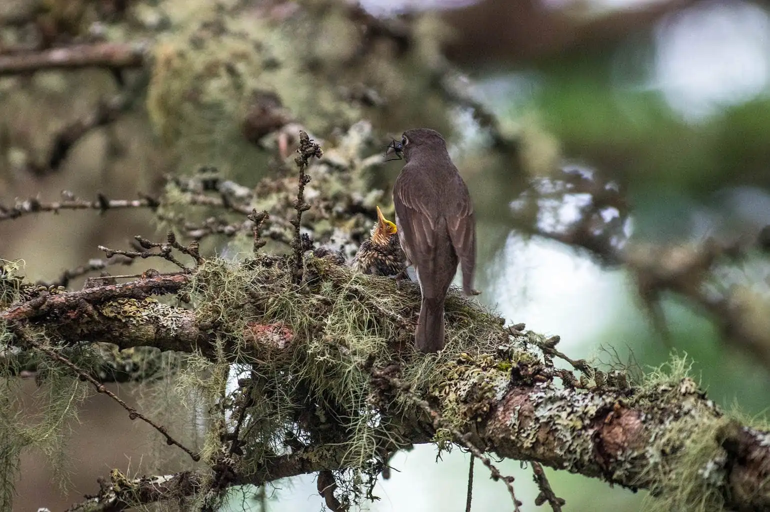 野鳥写真・サメビタキの写真