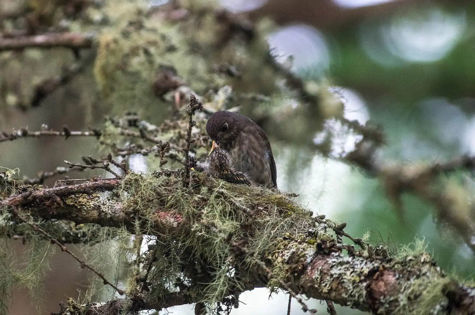野鳥写真・サメビタキの写真