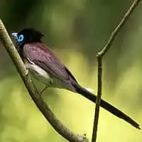 野鳥写真・サンコウチョウ
