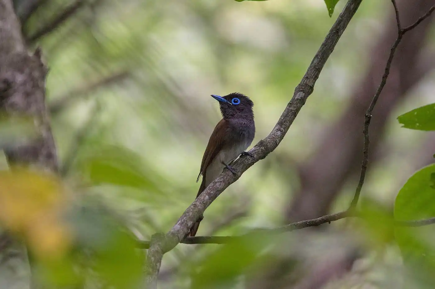 野鳥写真・サンコウチョウの写真