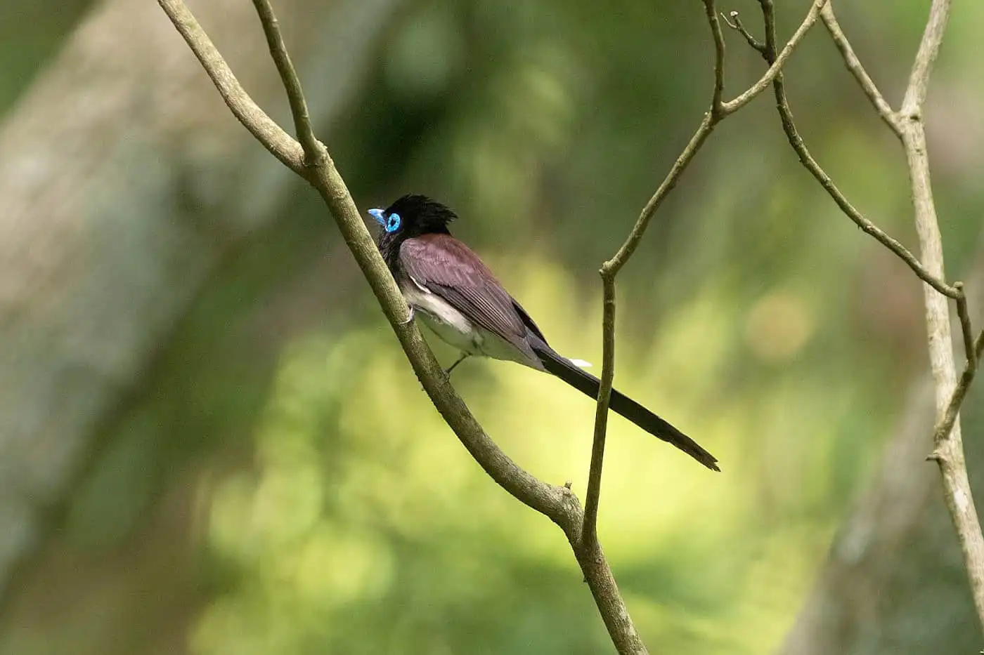 野鳥写真・サンコウチョウの写真
