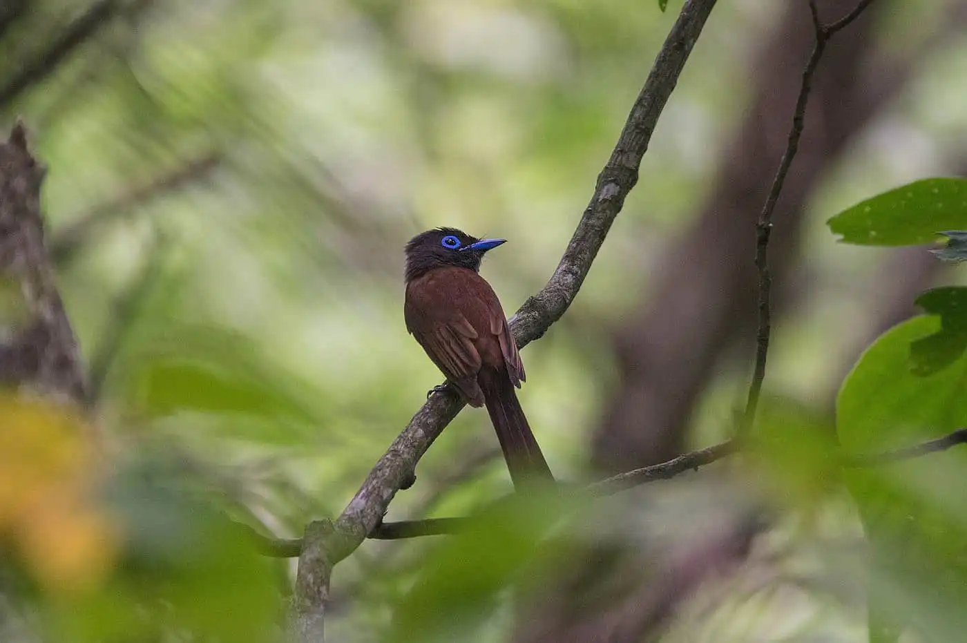 野鳥写真・サンコウチョウの写真