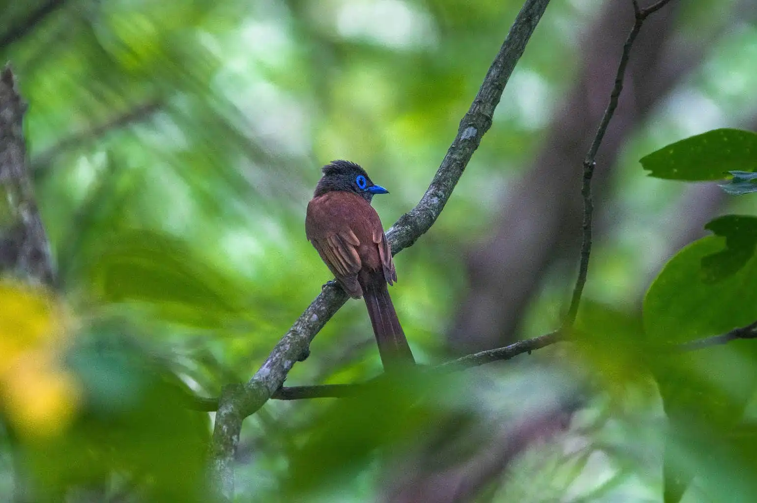 野鳥写真・サンコウチョウの写真