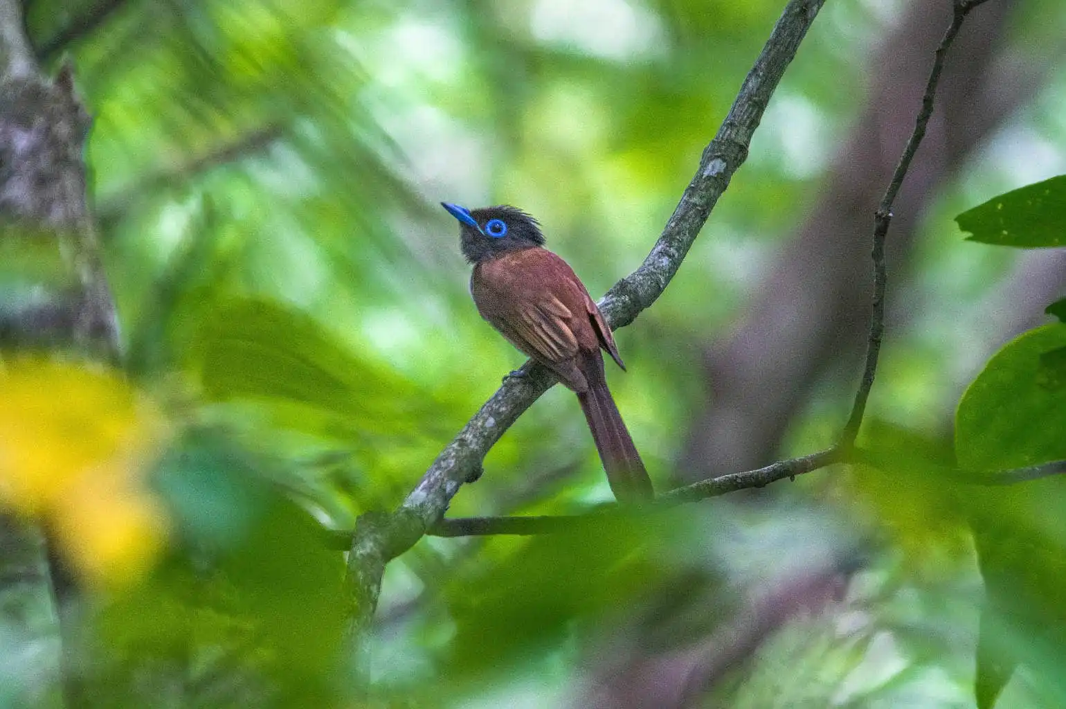 野鳥写真・サンコウチョウの写真