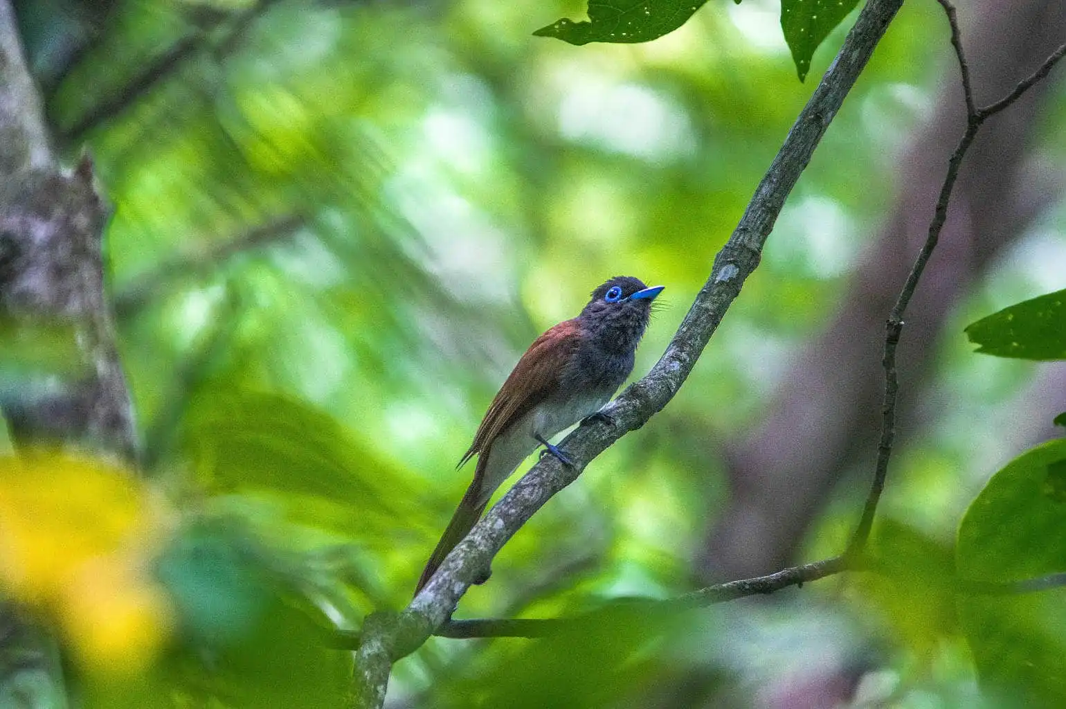 野鳥写真・サンコウチョウの写真