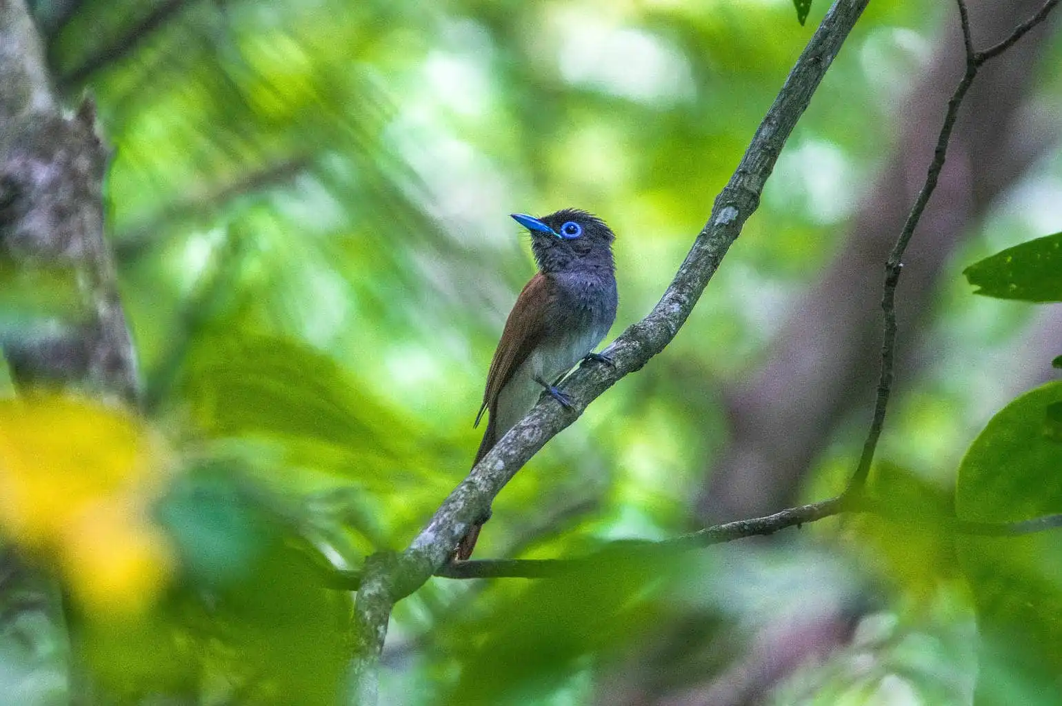 野鳥写真・サンコウチョウの写真
