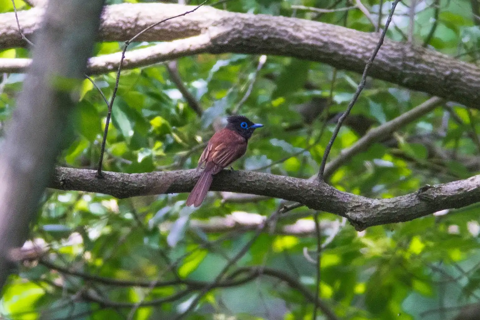 野鳥写真・サンコウチョウの写真