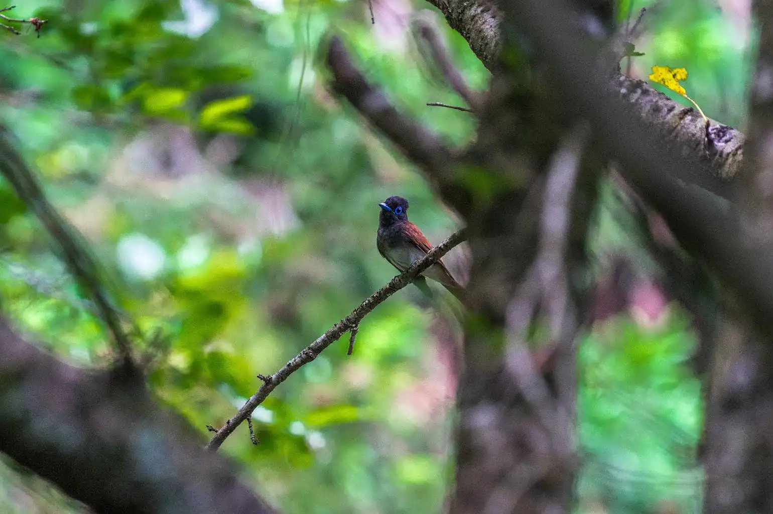 野鳥写真・サンコウチョウの写真