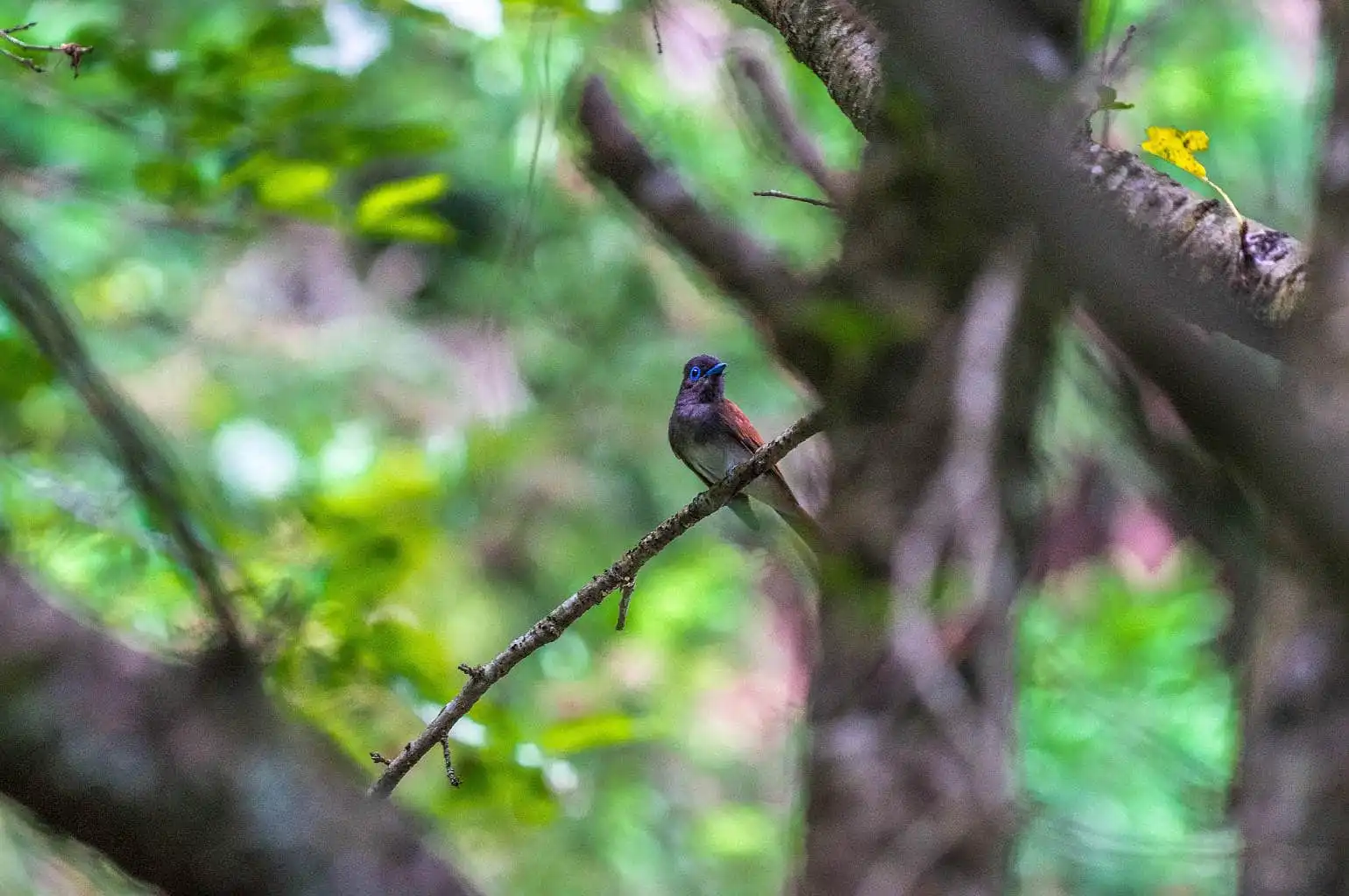 野鳥写真・サンコウチョウの写真