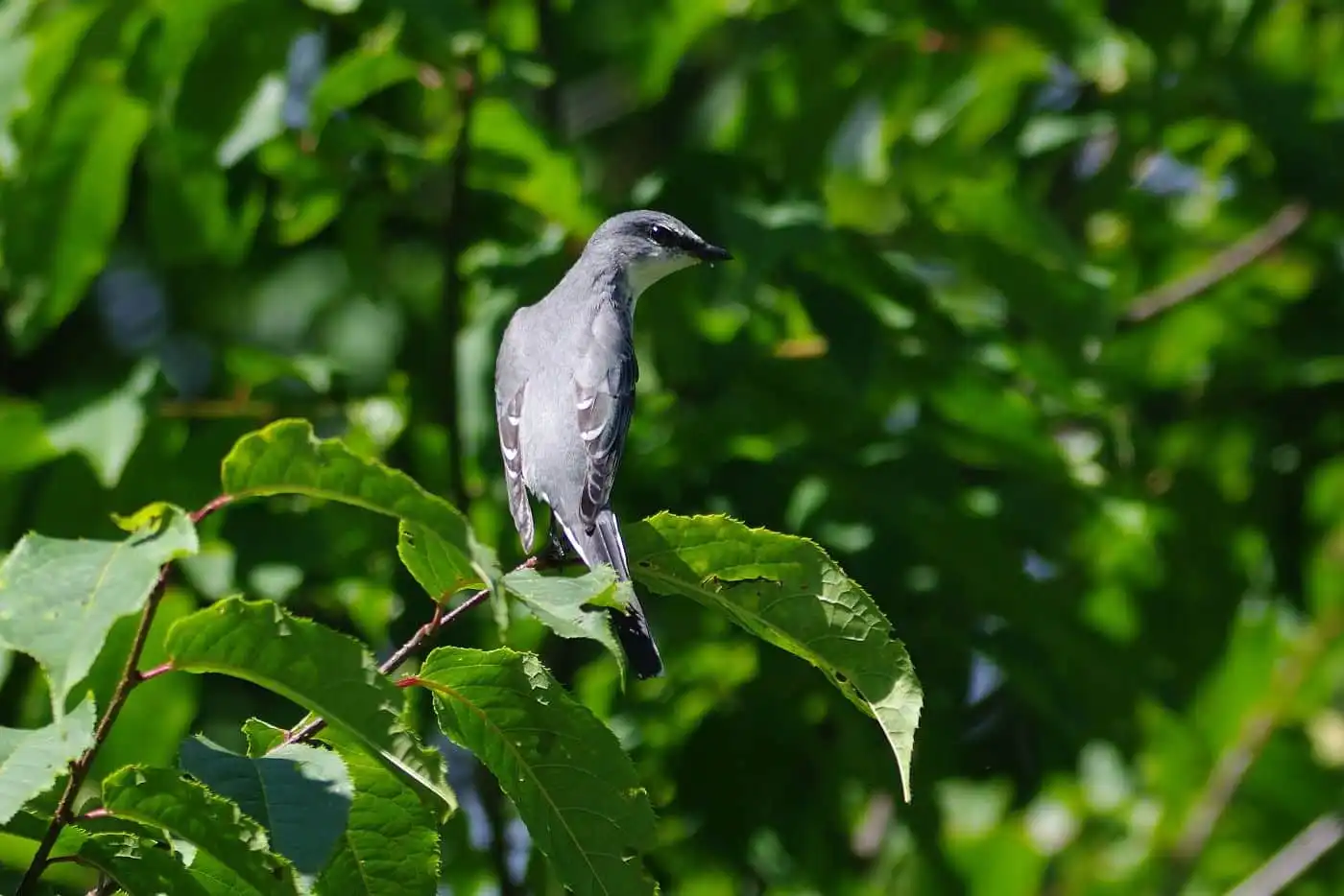 野鳥写真・サンショウクイの写真