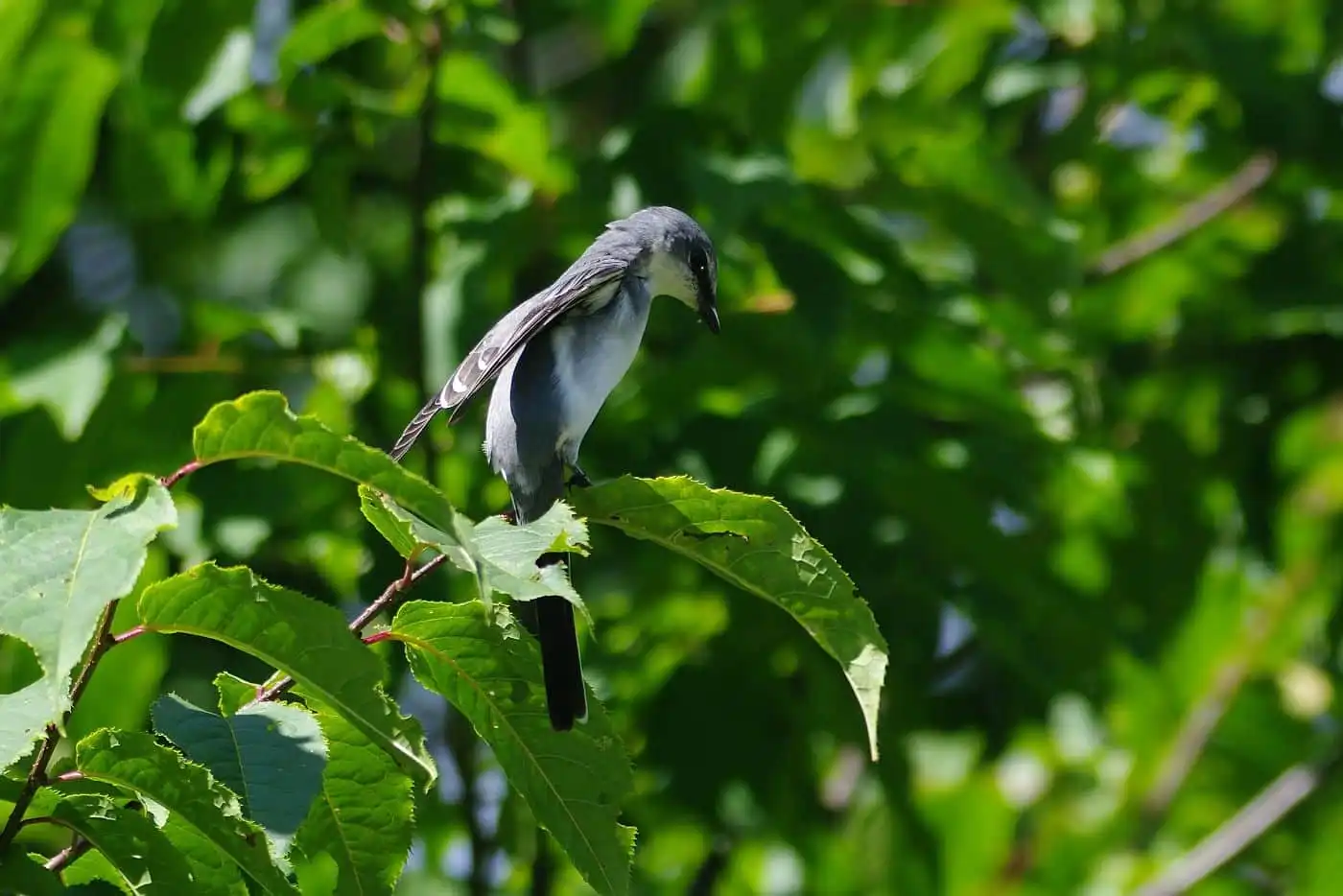 野鳥写真・サンショウクイの写真