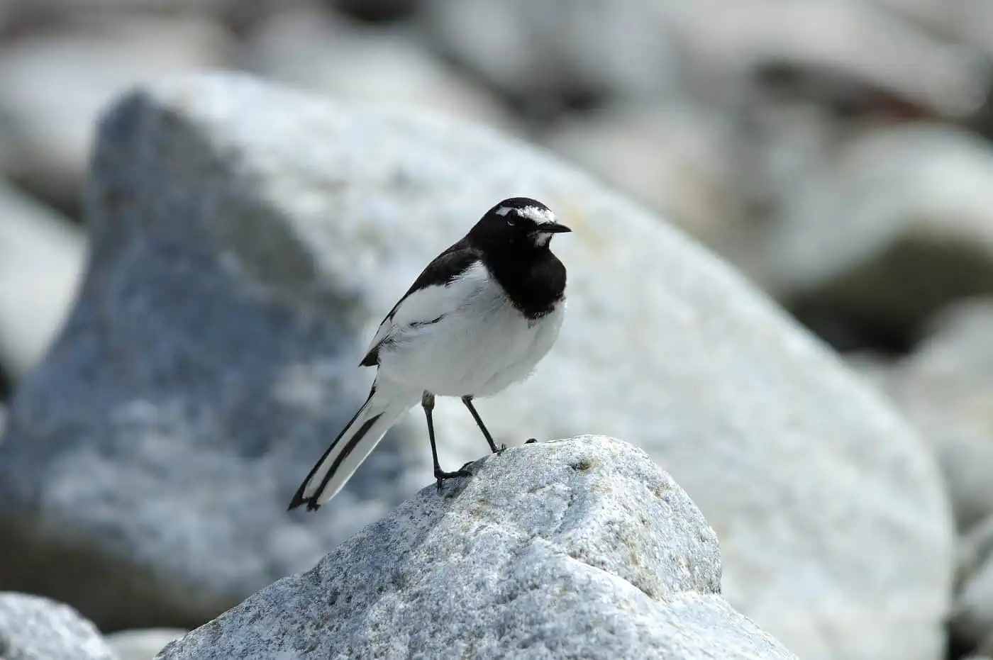 河原の石に立つ野鳥・セグロセキレイの飛翔写真画像