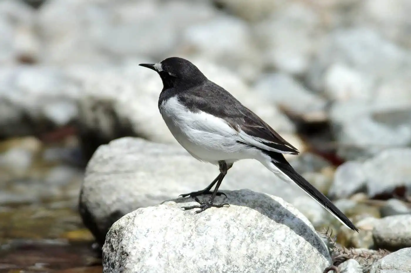 河原の石に立つ野鳥・セグロセキレイの写真画像