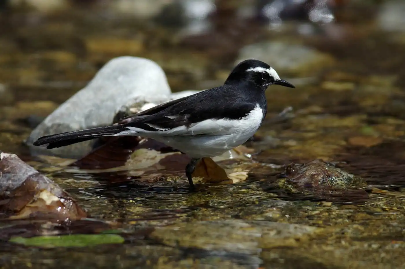 水辺を歩く野鳥・セグロセキレイの写真画像