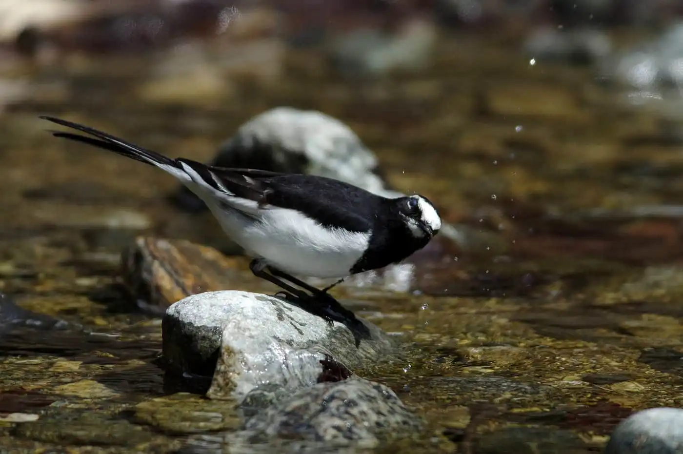 水辺を歩く野鳥・セグロセキレイの写真画像