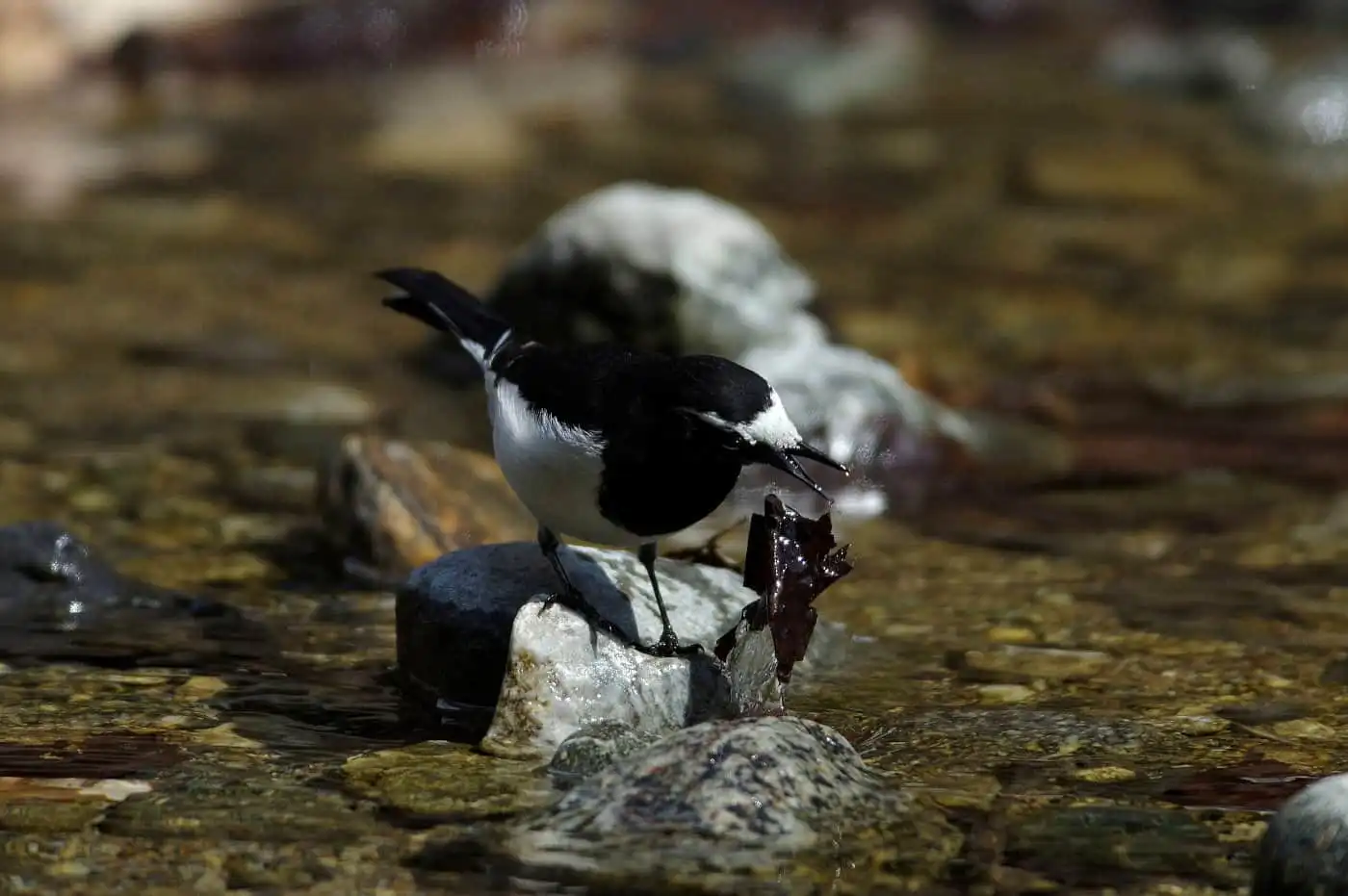 水辺を歩く野鳥・セグロセキレイの写真画像