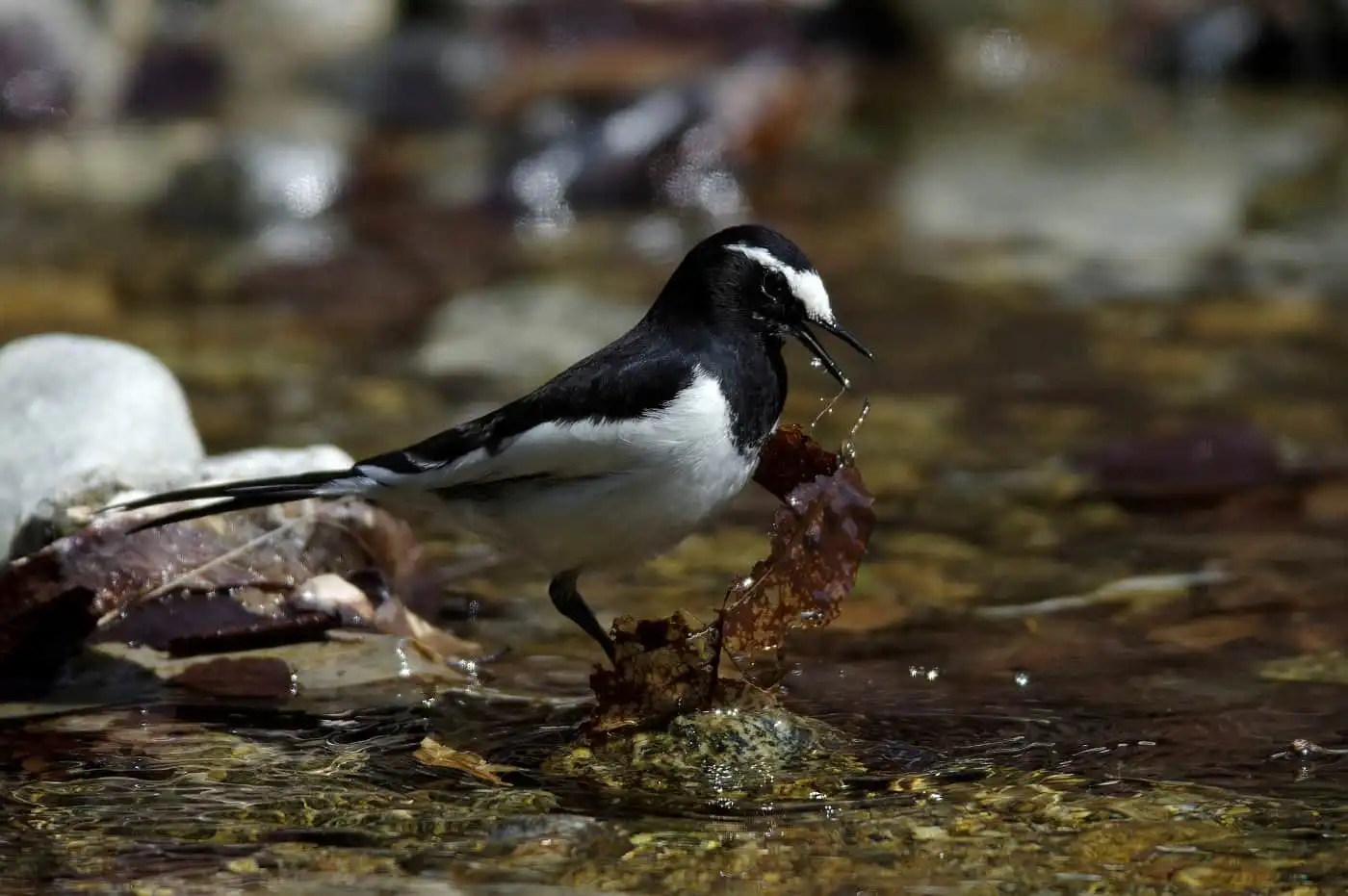 水辺を歩く野鳥・セグロセキレイの写真画像