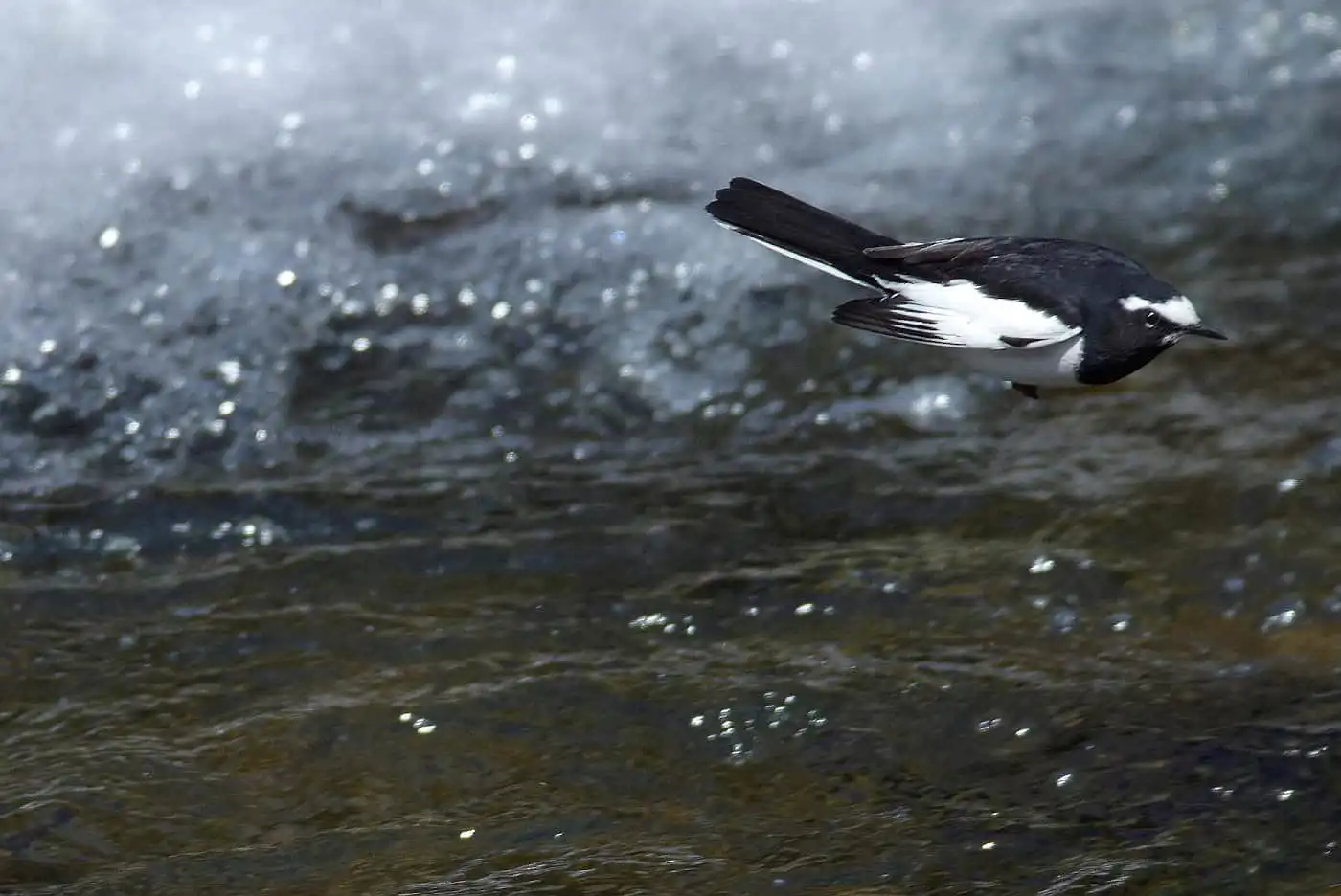 野鳥・セグロセキレイの飛翔写真画像