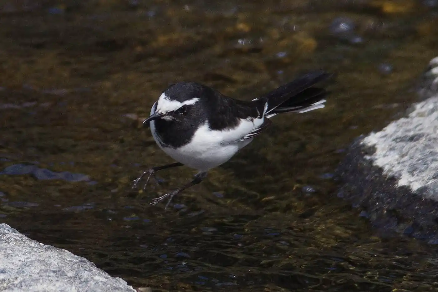 野鳥・セグロセキレイの飛翔写真画像