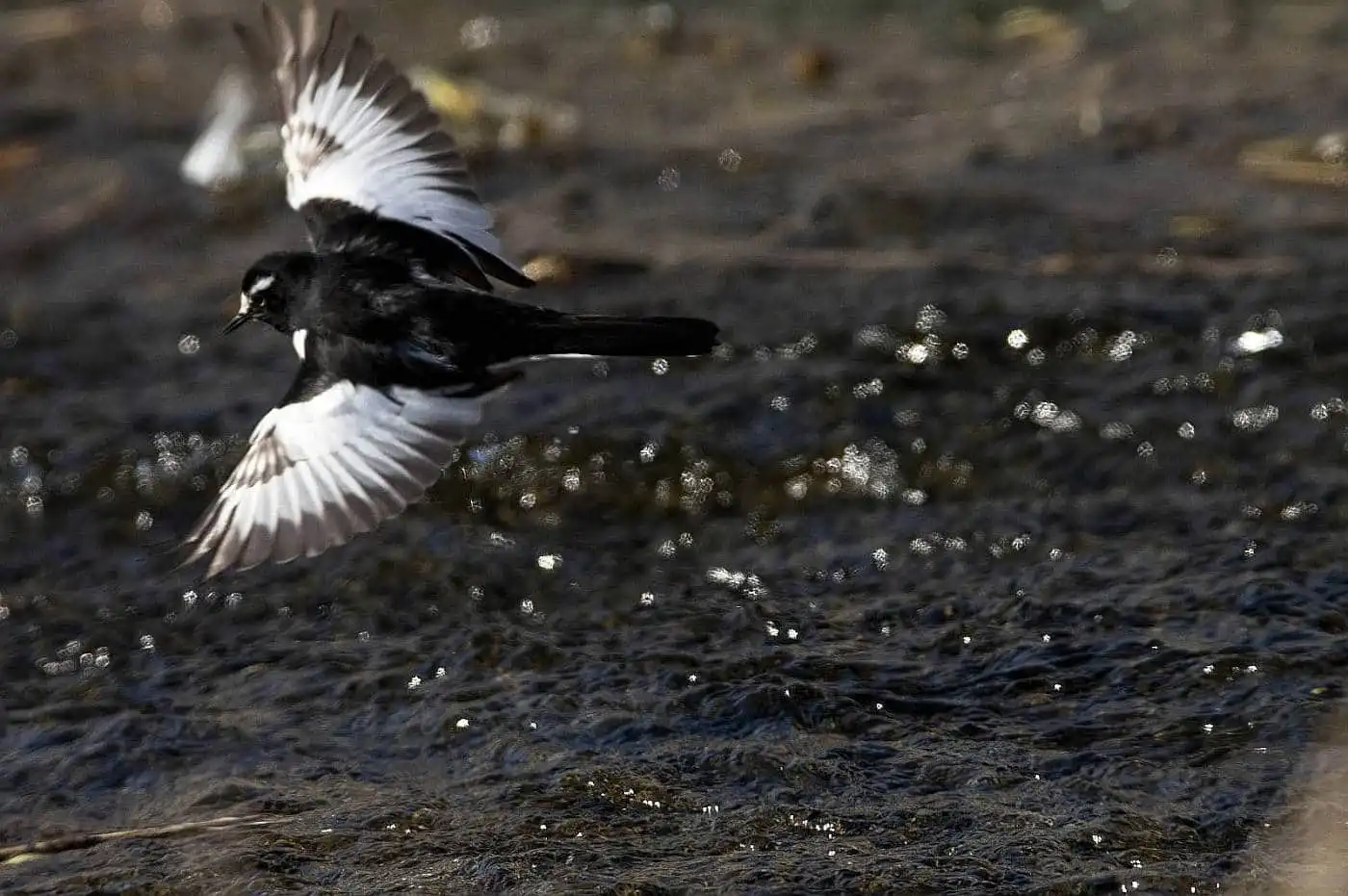 野鳥・セグロセキレイの飛翔写真画像