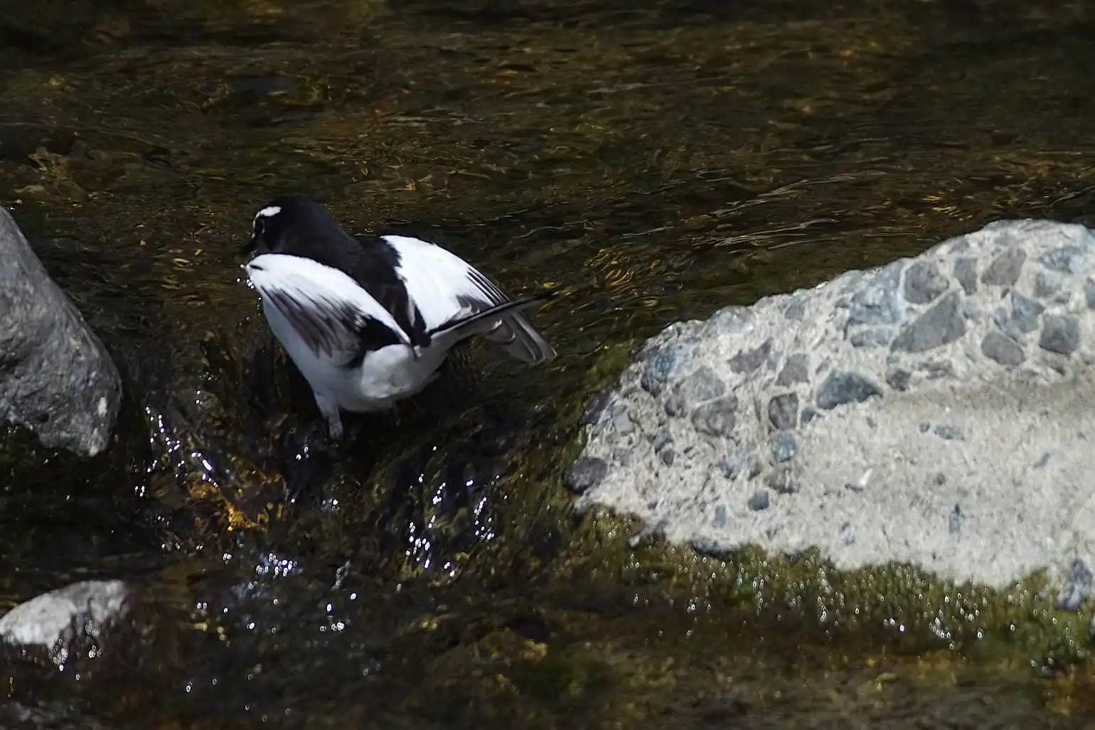 野鳥・セグロセキレイの写真画像