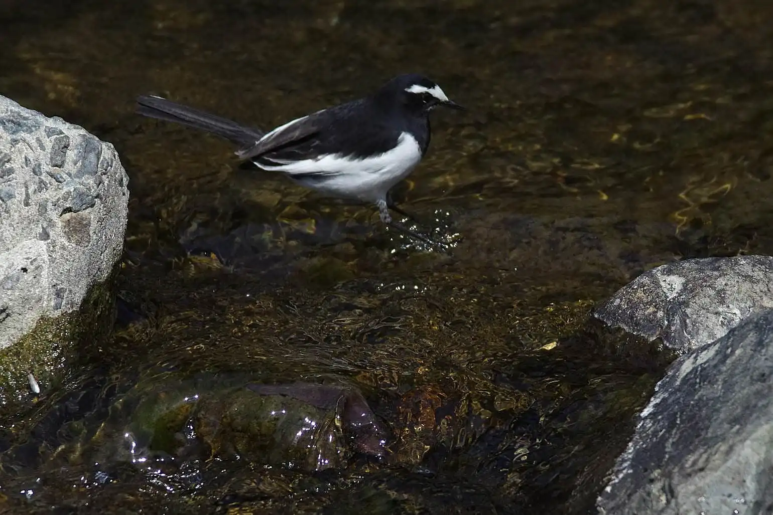 野鳥・セグロセキレイの写真画像