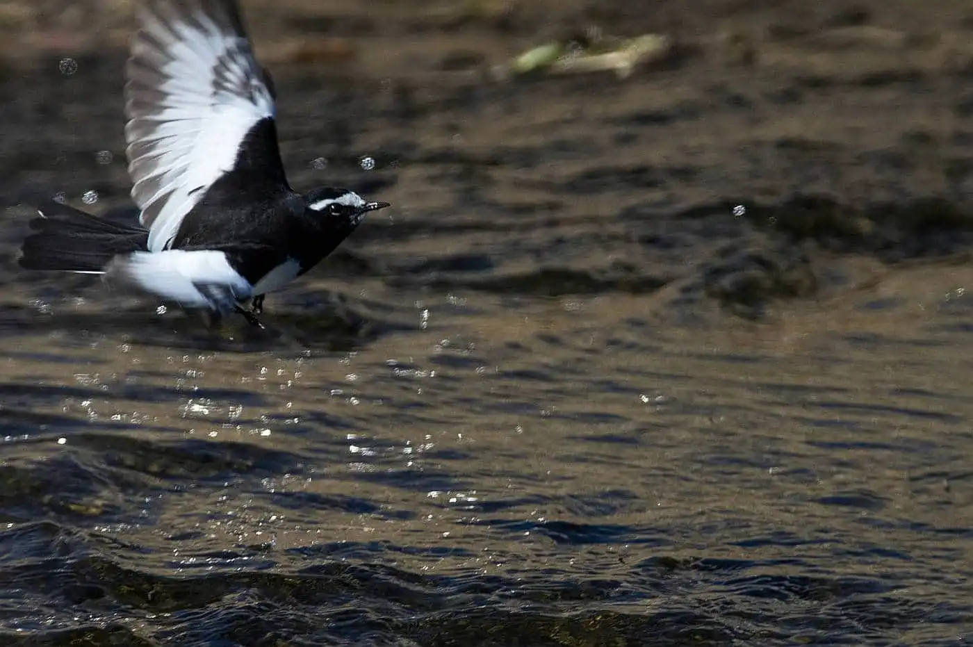 野鳥・セグロセキレイの飛翔写真画像