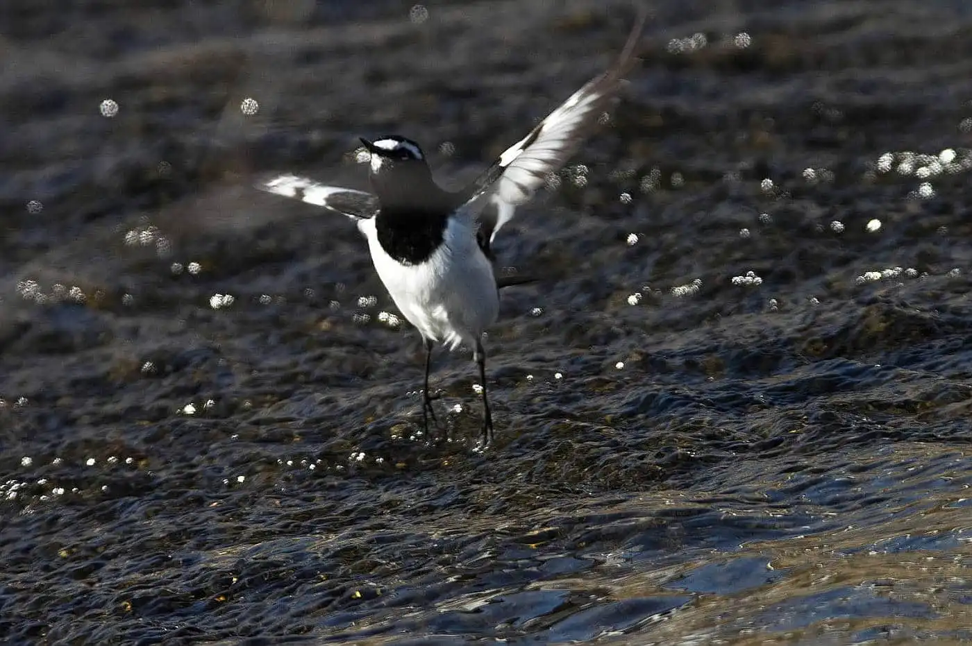 野鳥・セグロセキレイの飛翔写真画像