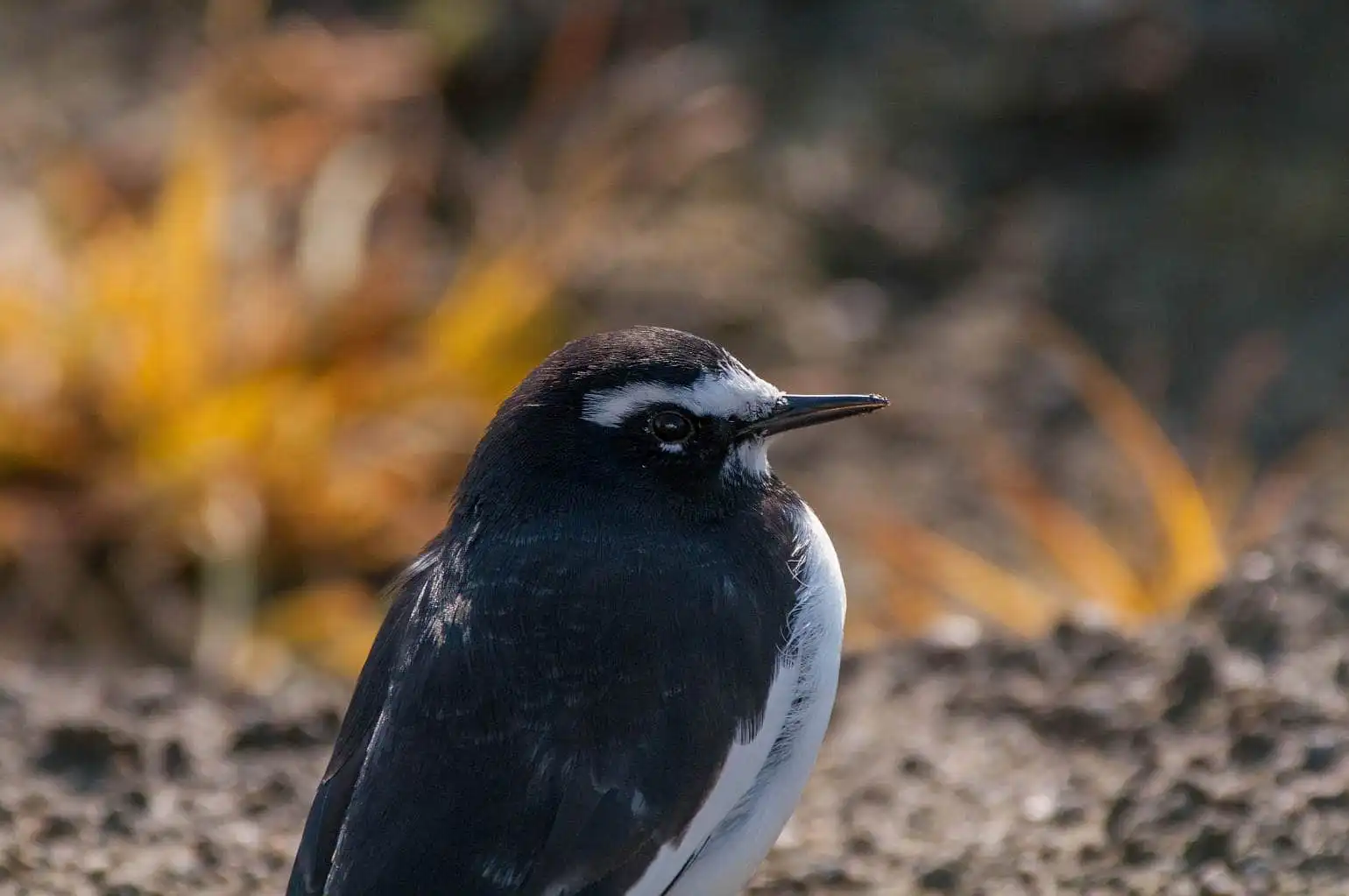 野鳥・セグロセキレイのドアップ写真画像