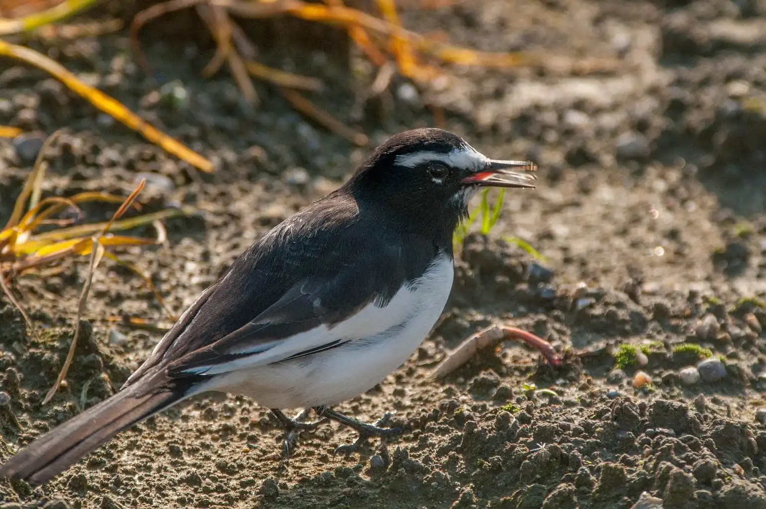 野鳥・セグロセキレイのドアップ写真画像