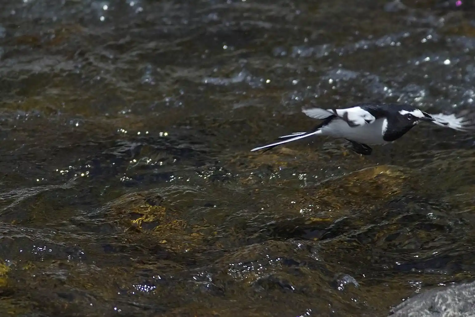 野鳥・セグロセキレイの飛翔写真画像