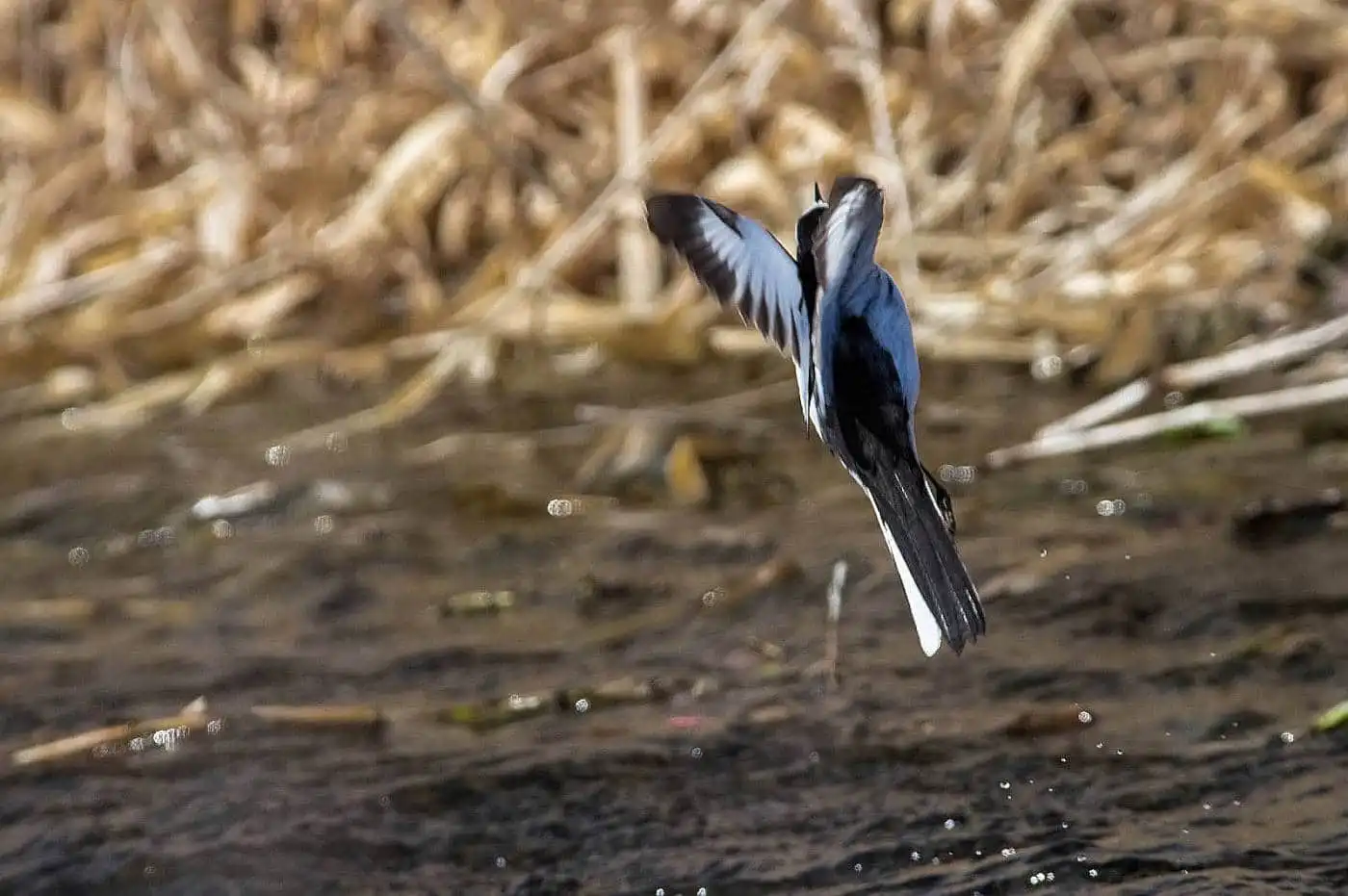 野鳥・セグロセキレイの飛翔写真画像