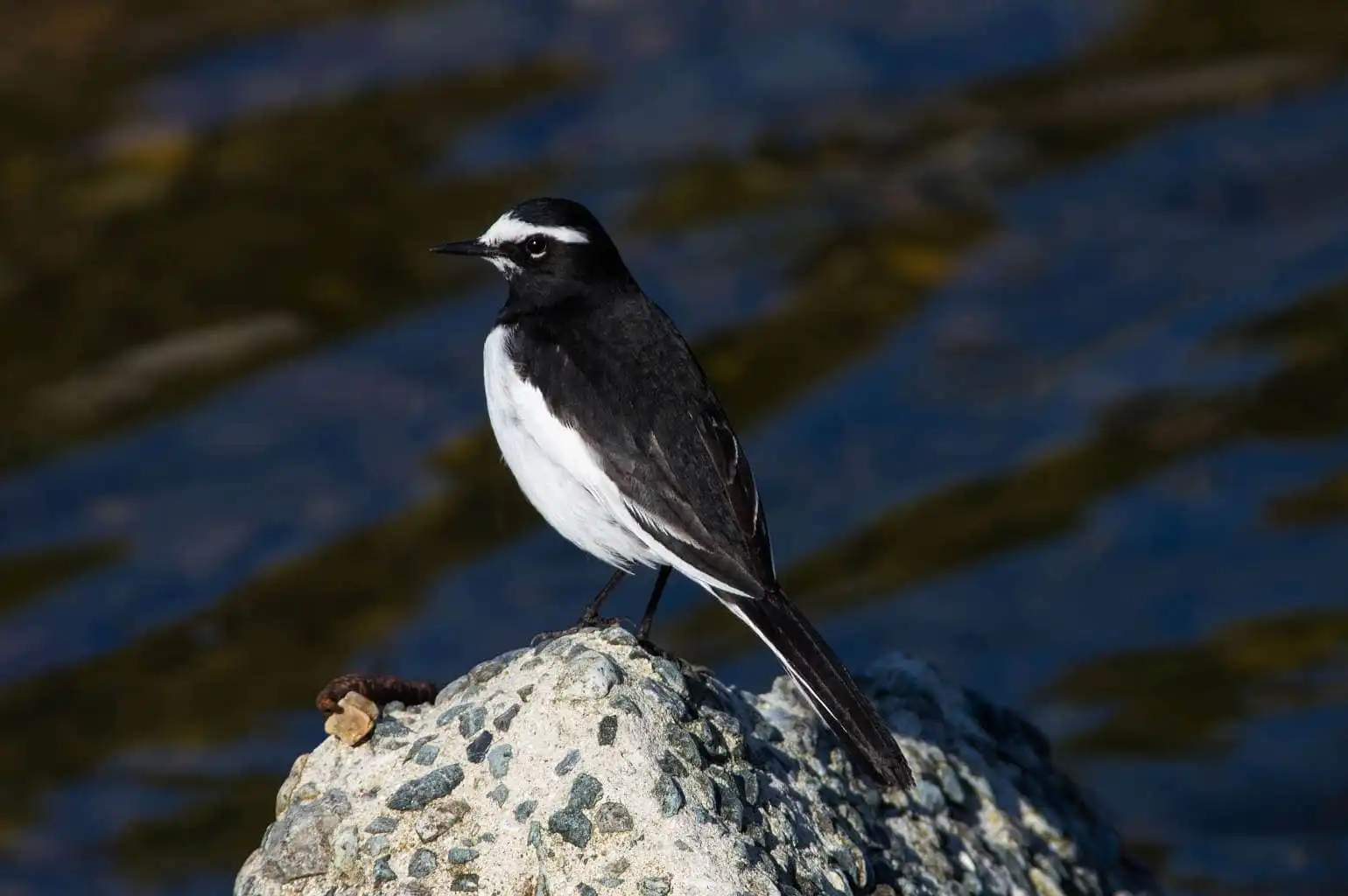 野鳥・セグロセキレイの写真画像