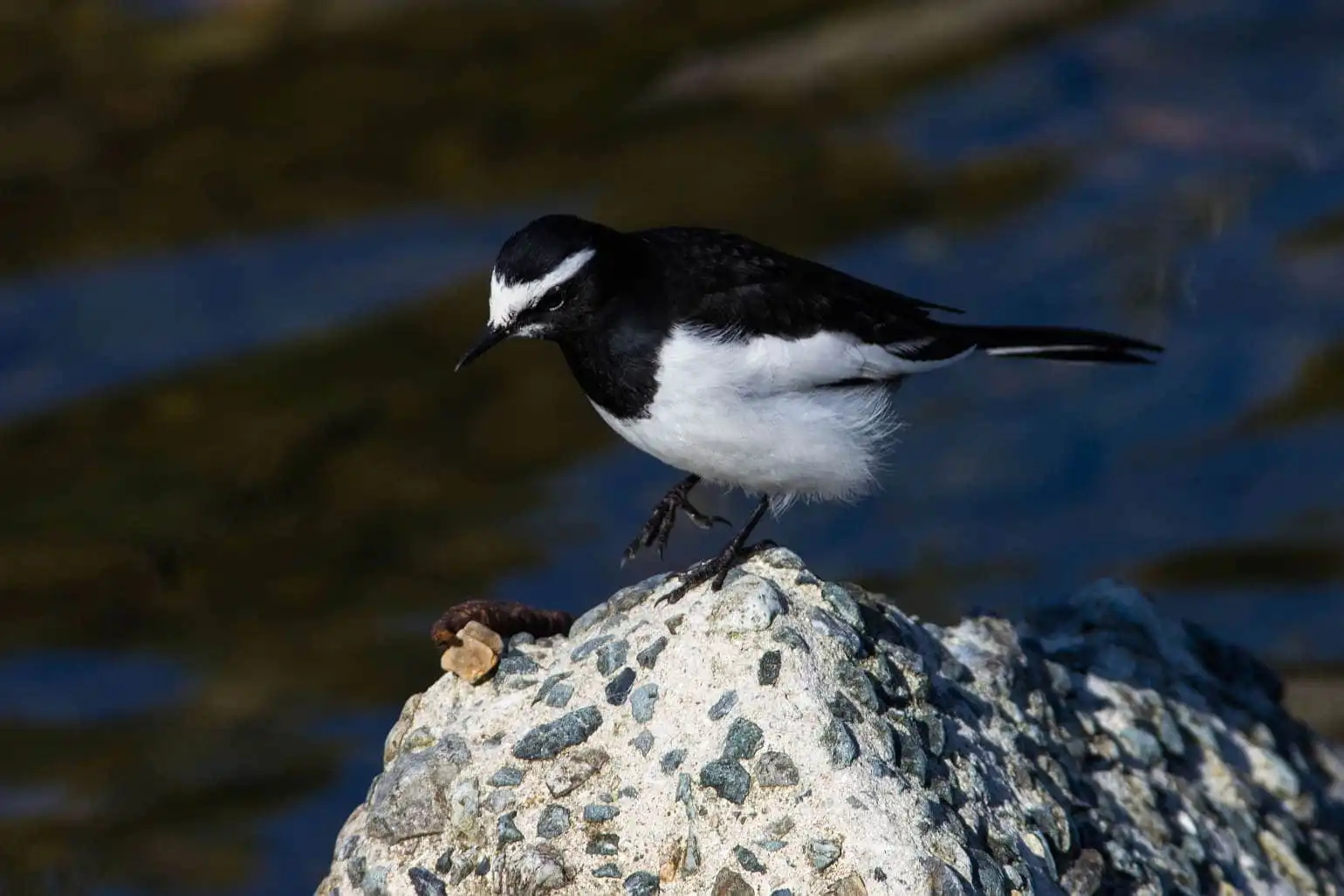 野鳥・セグロセキレイの写真画像