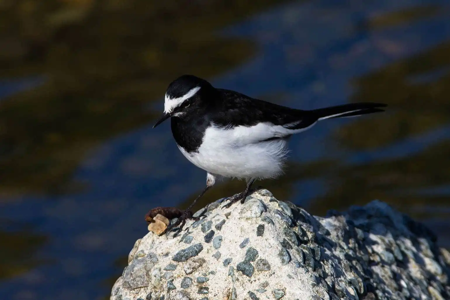野鳥・セグロセキレイの写真画像