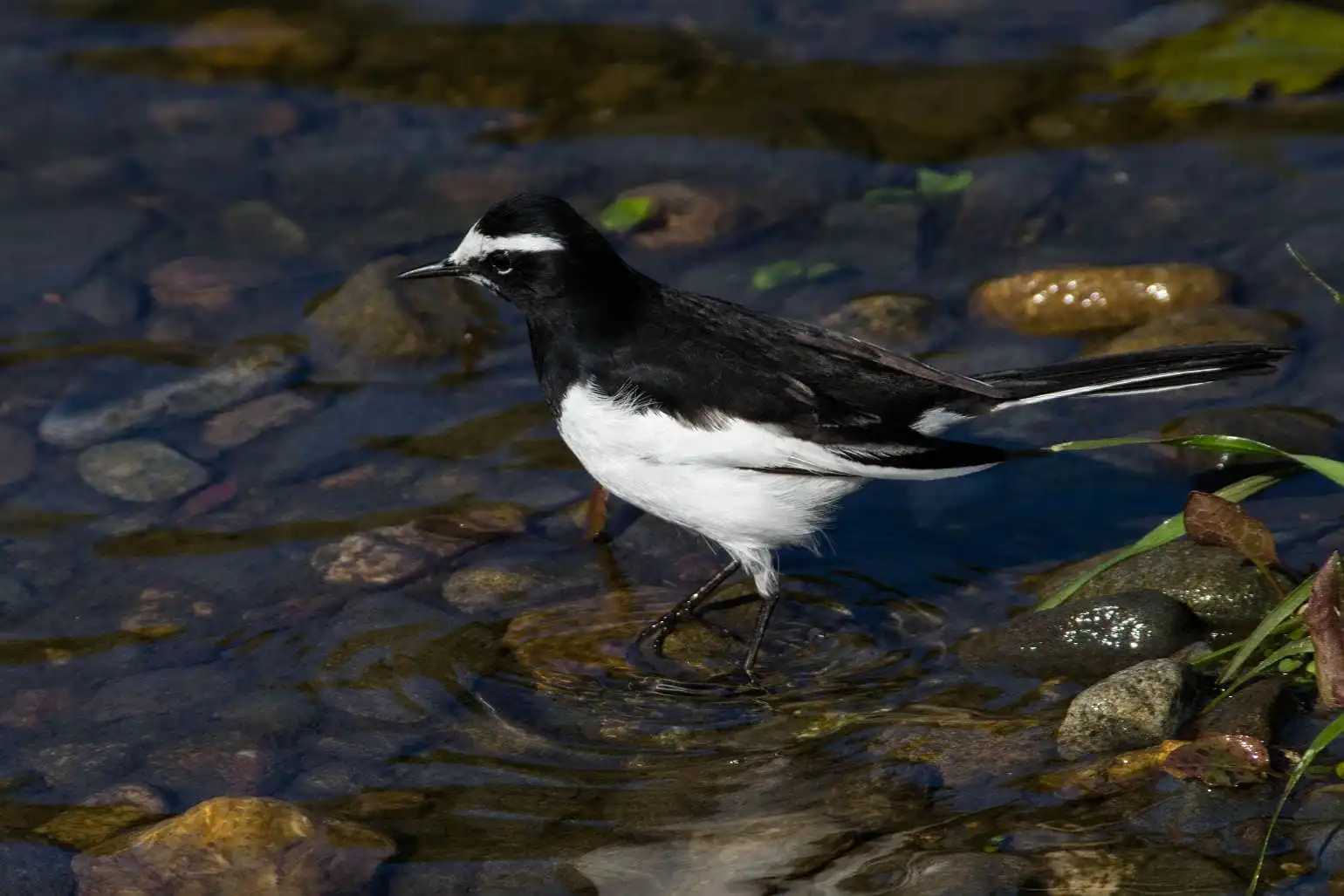 野鳥・セグロセキレイの写真画像