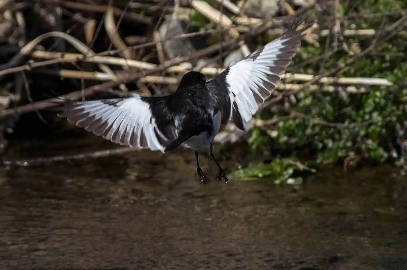 野鳥・セグロセキレイの飛翔写真画像