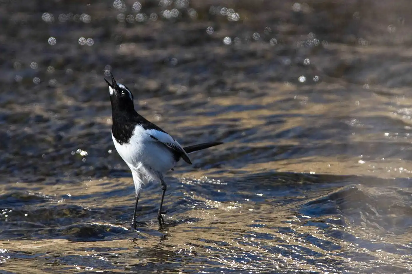 野鳥・セグロセキレイの飛翔写真画像