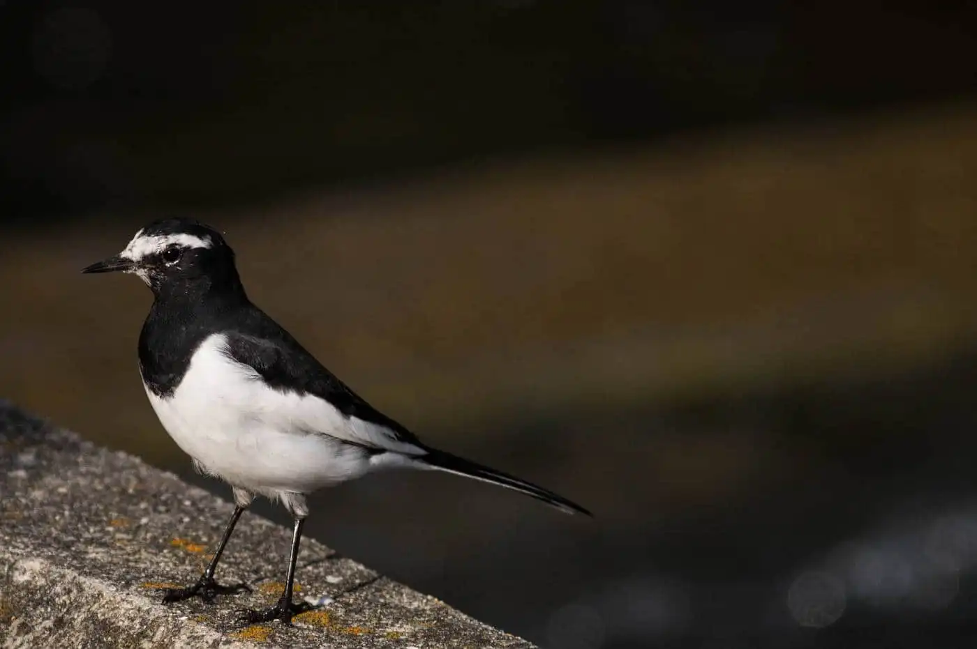 野鳥・セグロセキレイの写真画像