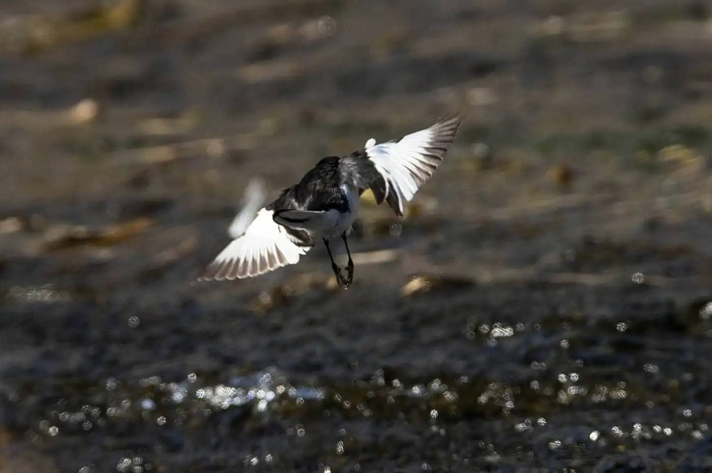 野鳥・セグロセキレイの飛翔写真画像