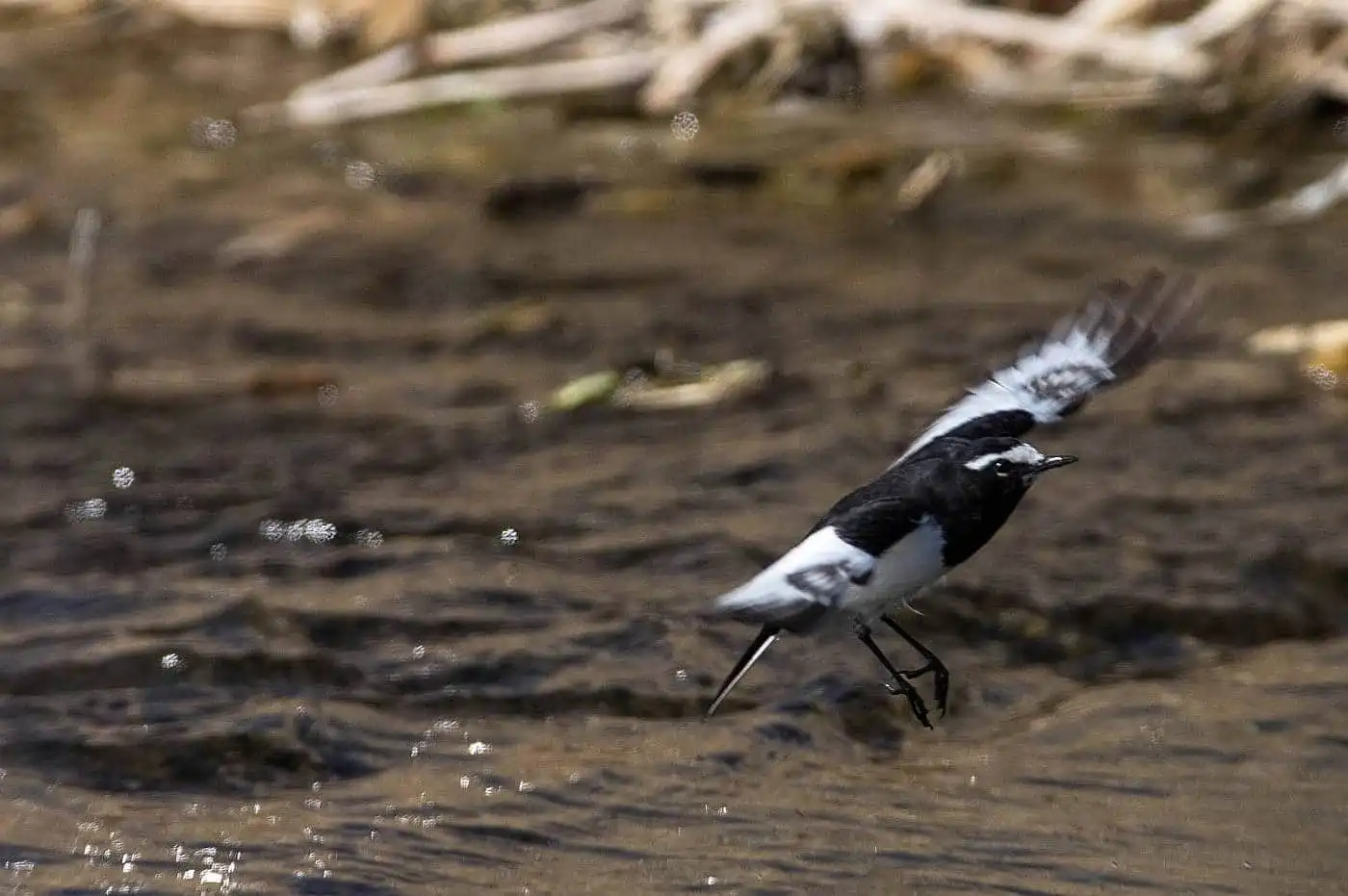 野鳥・セグロセキレイの飛翔写真画像