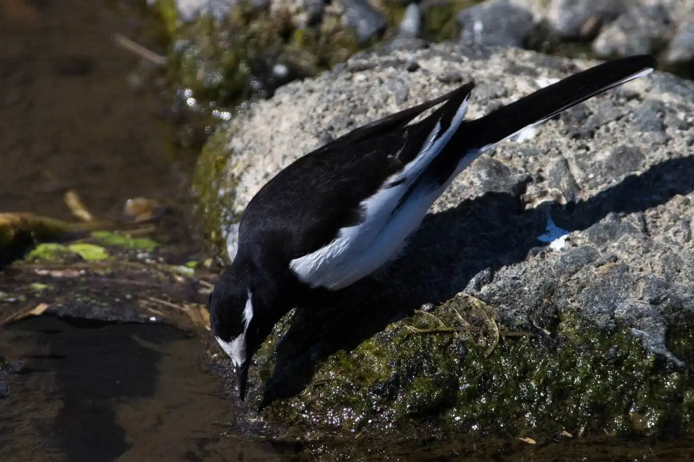 野鳥・セグロセキレイの飛翔写真画像