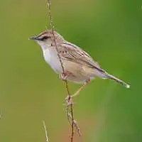 野鳥写真・セッカ